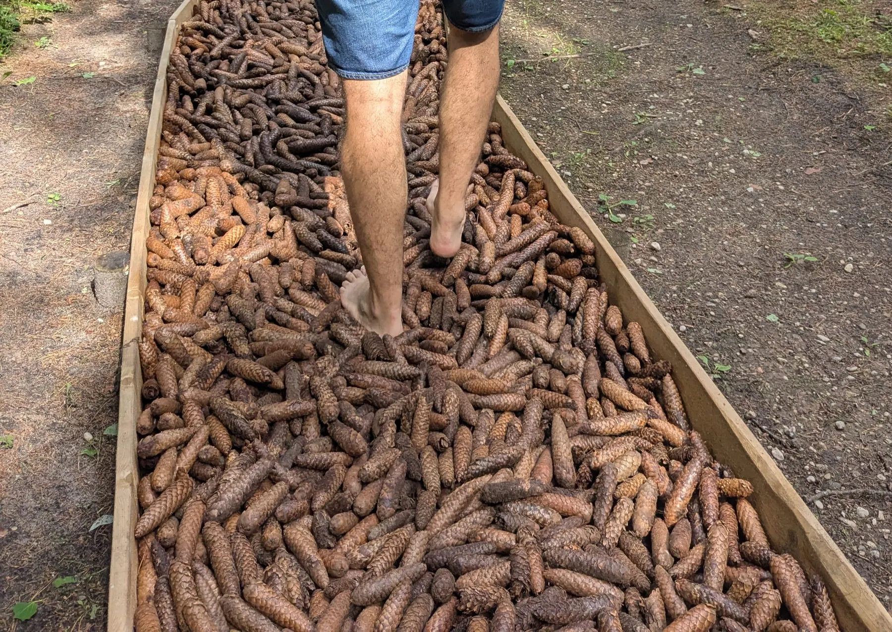 A visitor walking barefoot through a bed of pine cones at Valguma Pasaule