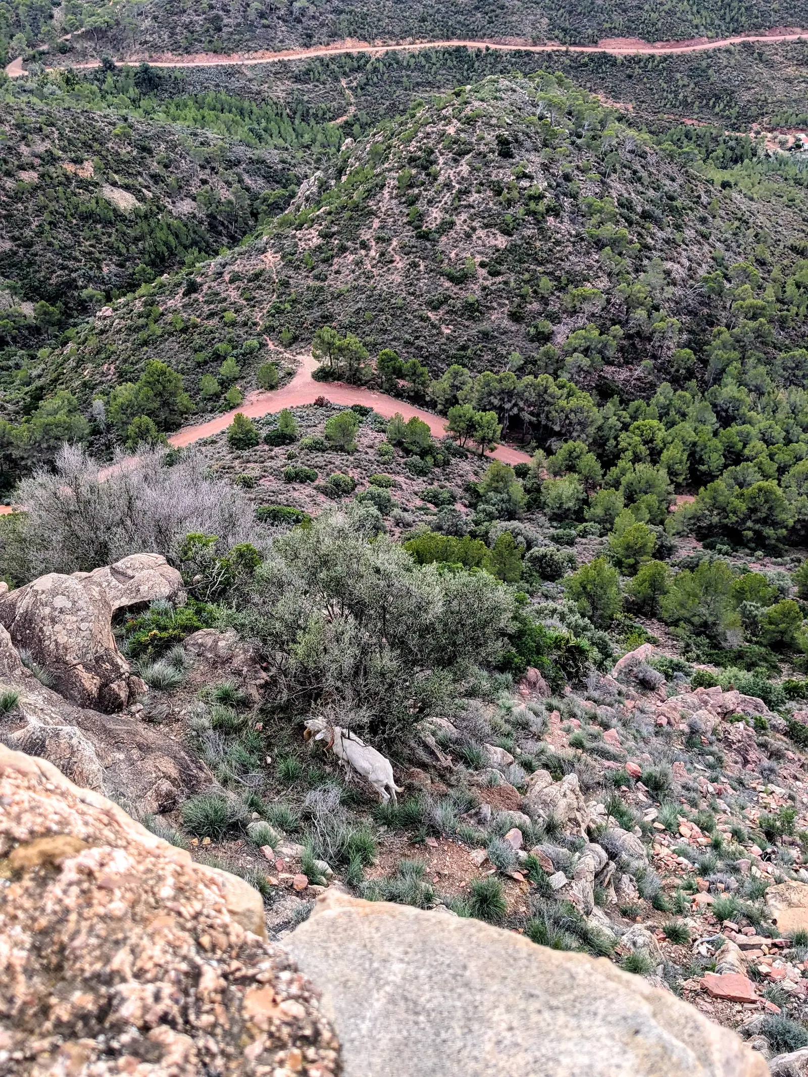 Una cabra blanca en la ladera rocosa bajo el Castell de Serra, con las montañas boscosas de la Calderona al fondo