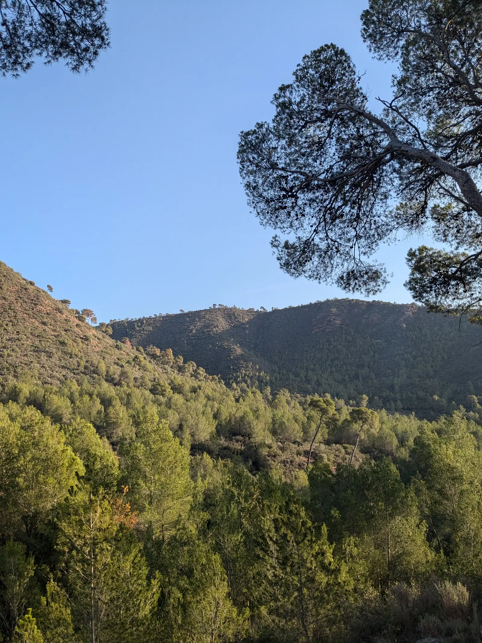 Laderas cubiertas de pinos vistas desde la ruta de Portaceli