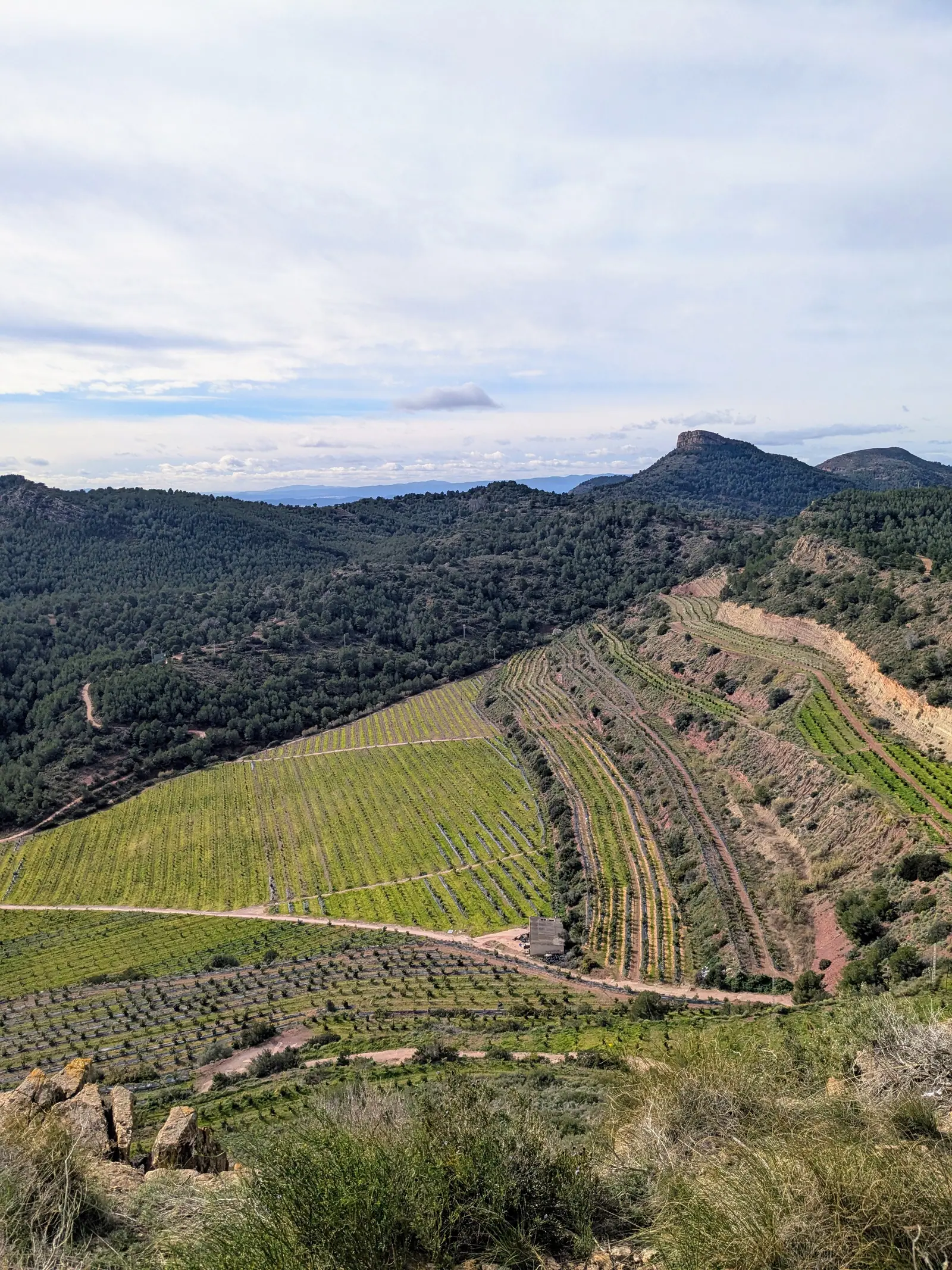 Colinas aterrazadas y bosque vistos desde la ruta sobre Gilet