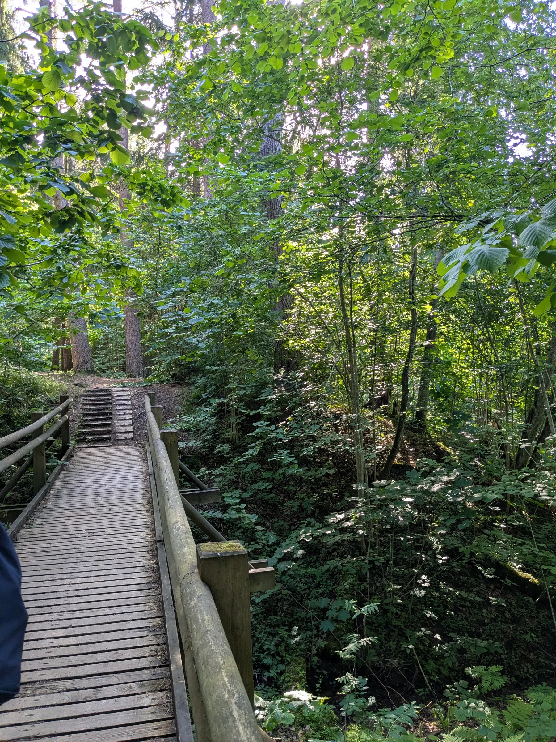 A wooden section of the Gauja Valley trail through the forest