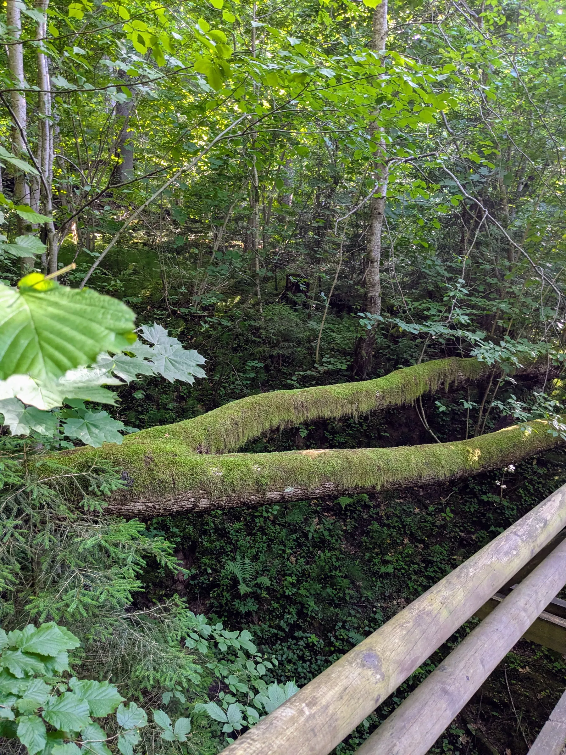 A forest trail in Sigulda