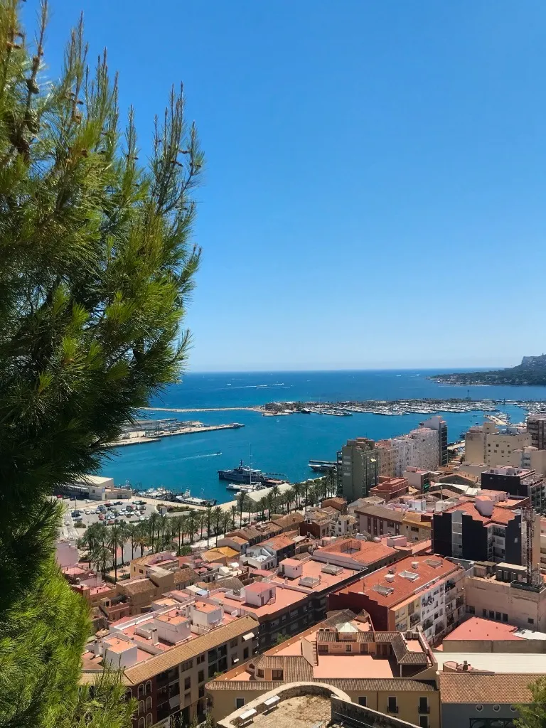 Panoramic view from Castillo de Dénia framed by pine branches overlooking the marina, port, and Mediterranean sea