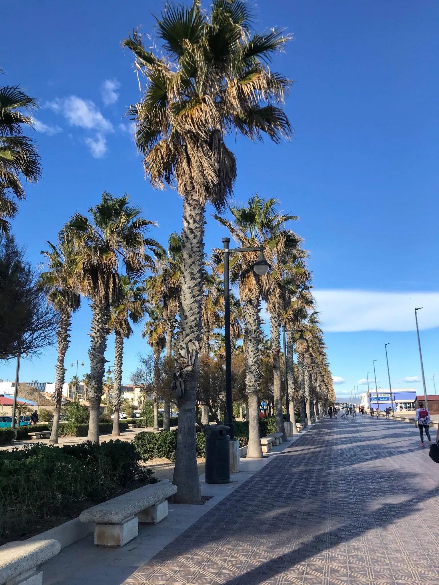 Paseo marítimo ancho con palmeras y bancos junto a la Playa de la Malvarrosa
