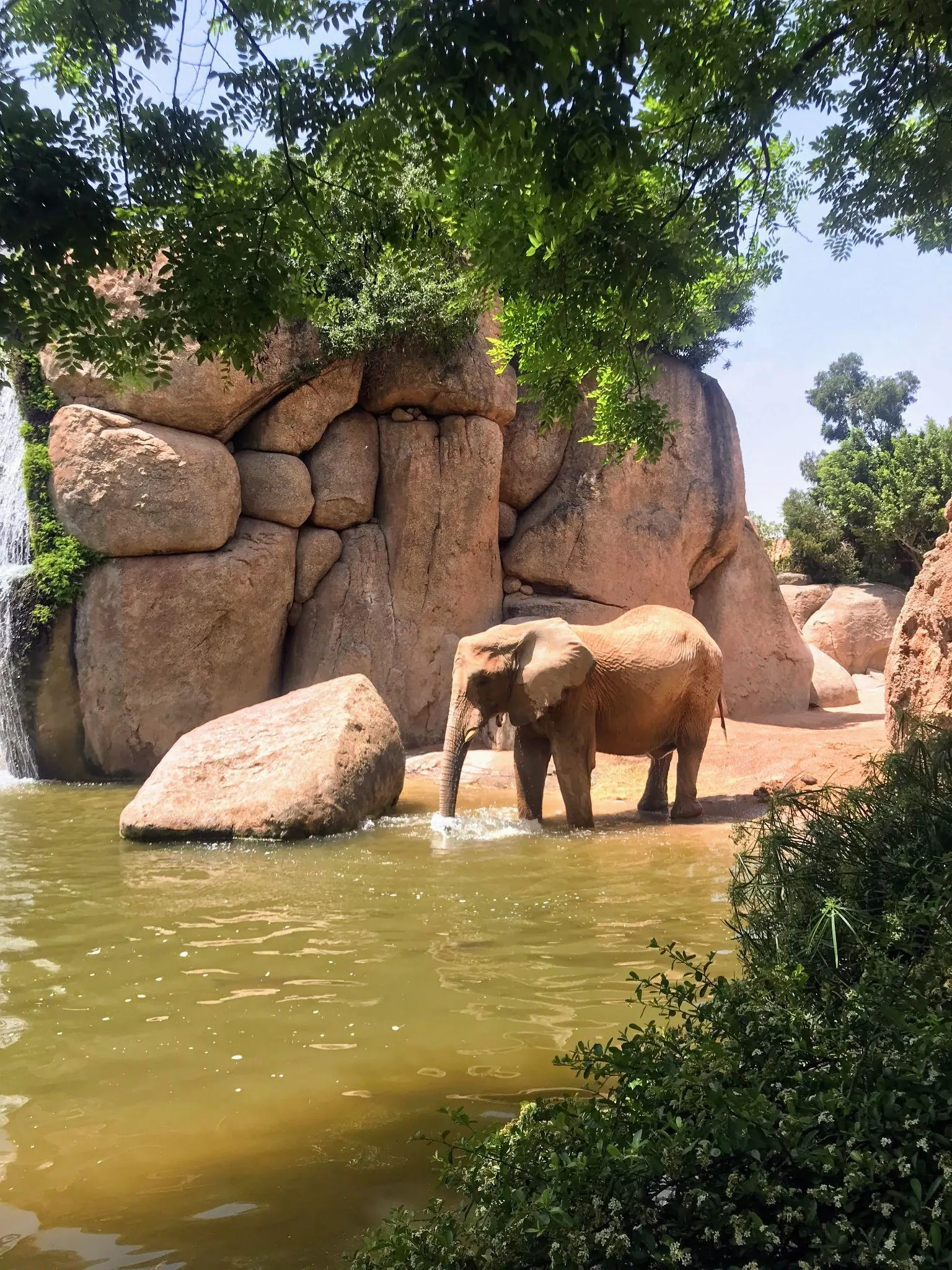 Hábitat de sabana al aire libre con rocas y fauna africana en Bioparc Valencia