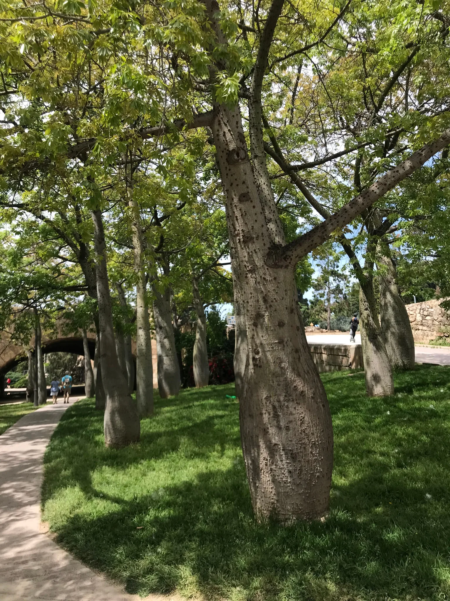 Troncos abultados y espinosos de árboles botella (palo borracho) junto a un sendero en el Jardín del Turia