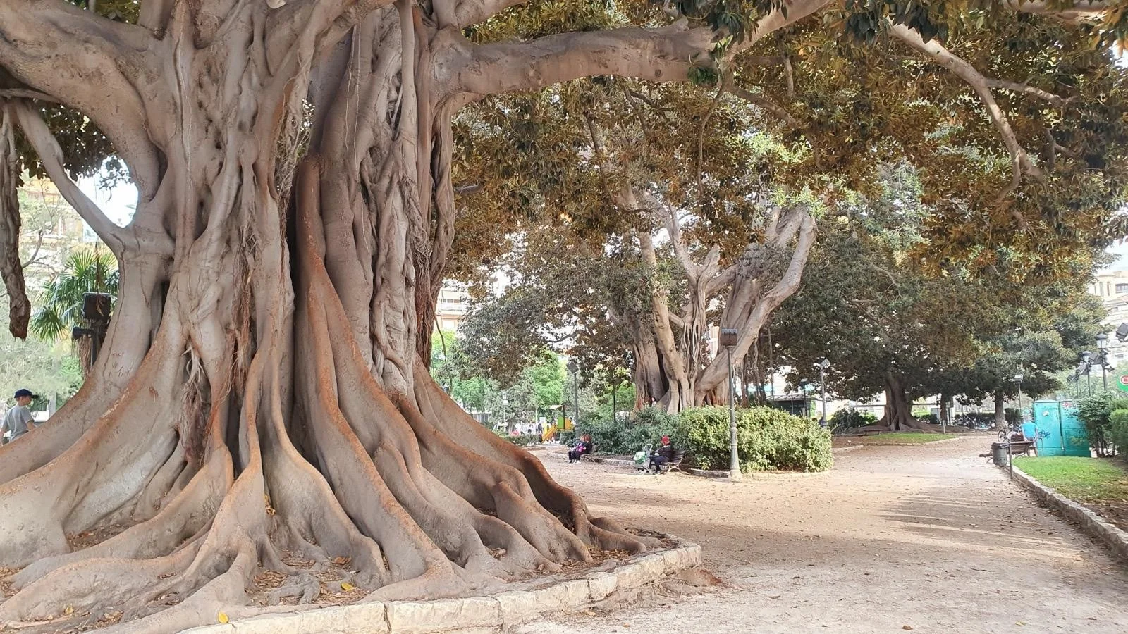 Tronco retorcido descomunal y raíces tabulares de un ficus centenario monumental en el Jardín de la Glorieta