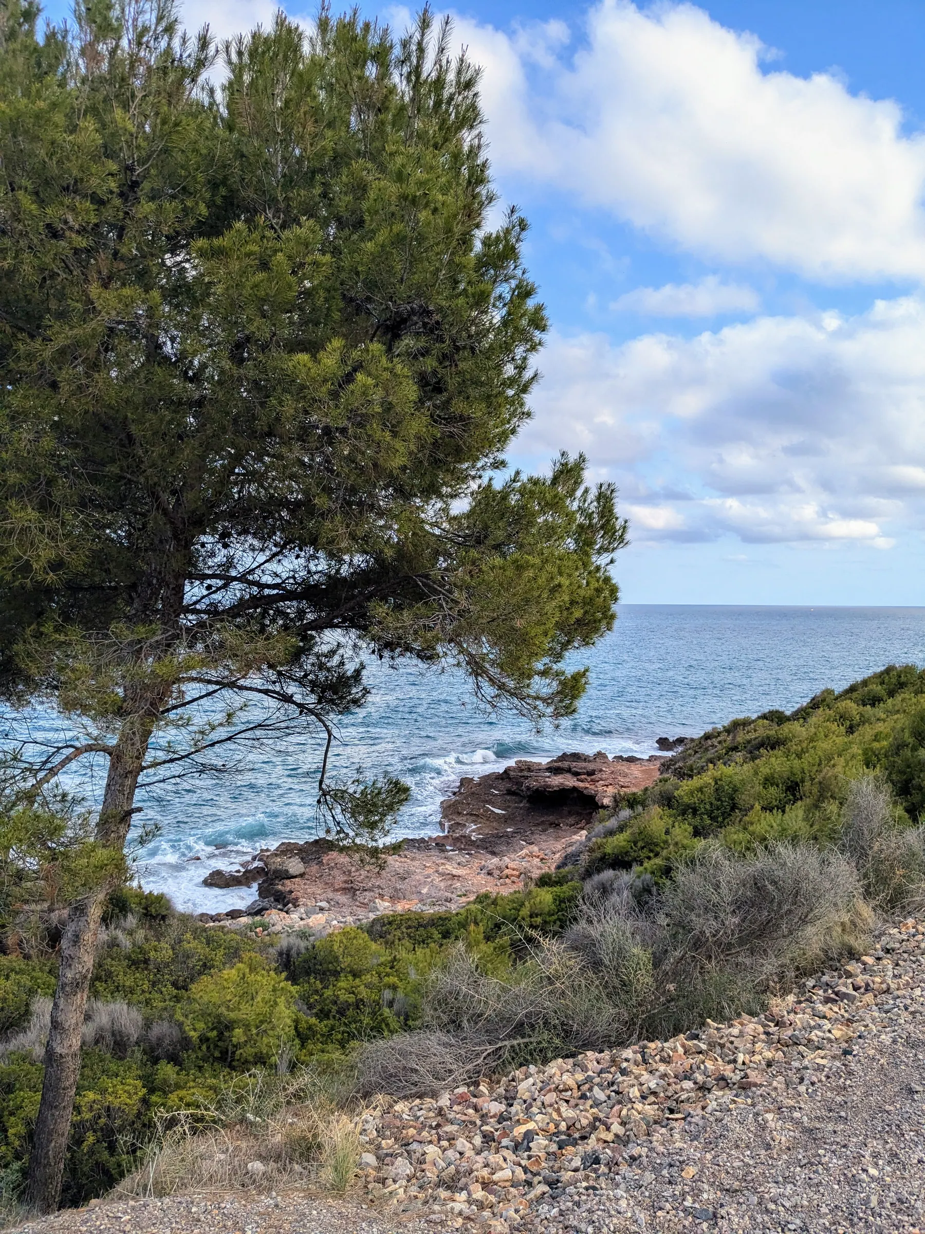A pine tree framing the rocky coast and Mediterranean Sea near the Via Verde del Mar